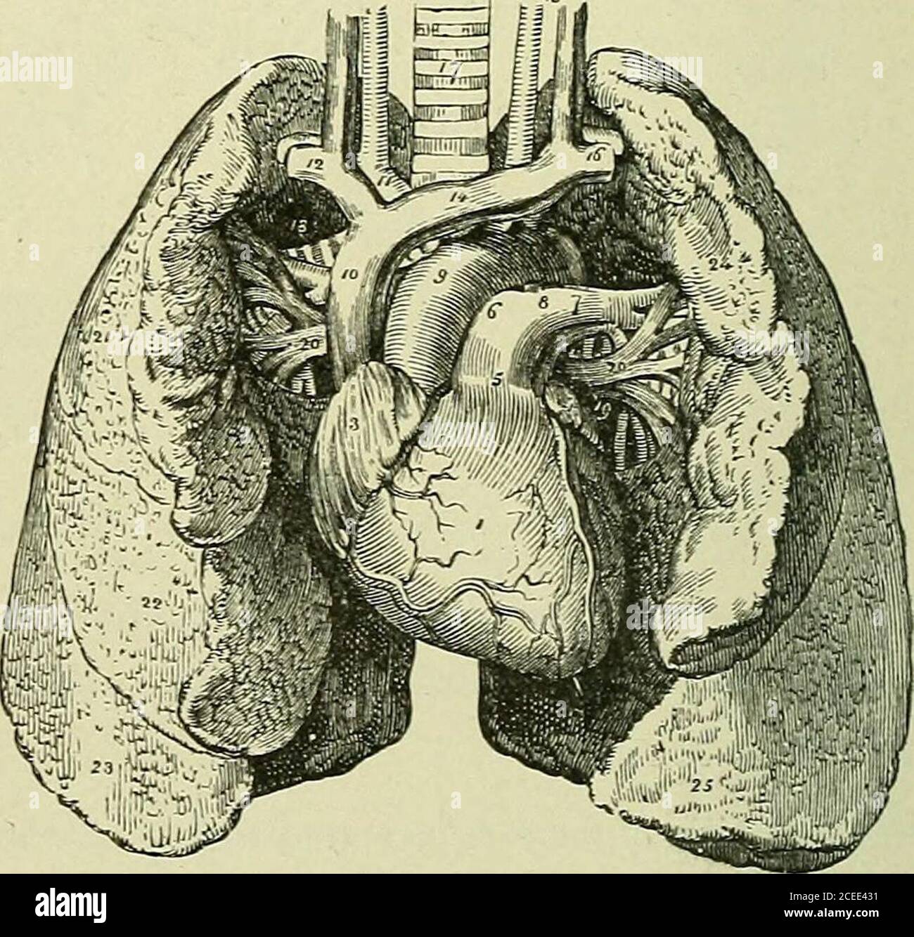 . Text-book of anatomy and physiology for nurses. ung has two lobes. Note.—The left lung is narrowerthan the right and does not cover theapex of the heart, otherwise it would beexposed to the motion of the heartbeat. The lung substance consists ofbranches of the bronchi and their divi-sions down to the bronchioles, and theFig. 150.—Clusters of Am- spaces terminating in air-cells. These CELLS (Holden, from KoUiker). ? structures are surrounded by blood-ves-sels, nerves, and lymphatics, grouped together in lobules, supportedby fine fibro-elastic connective tissue and wrapped in pleura. Each bron Stock Photo