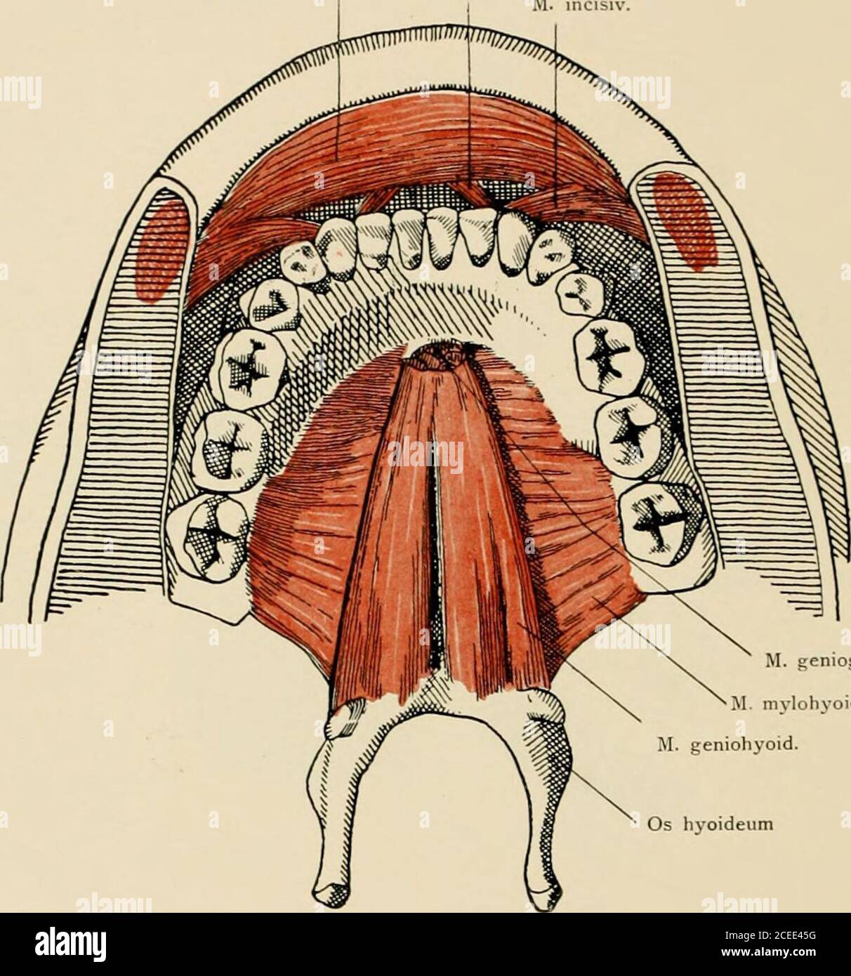 genioioideo