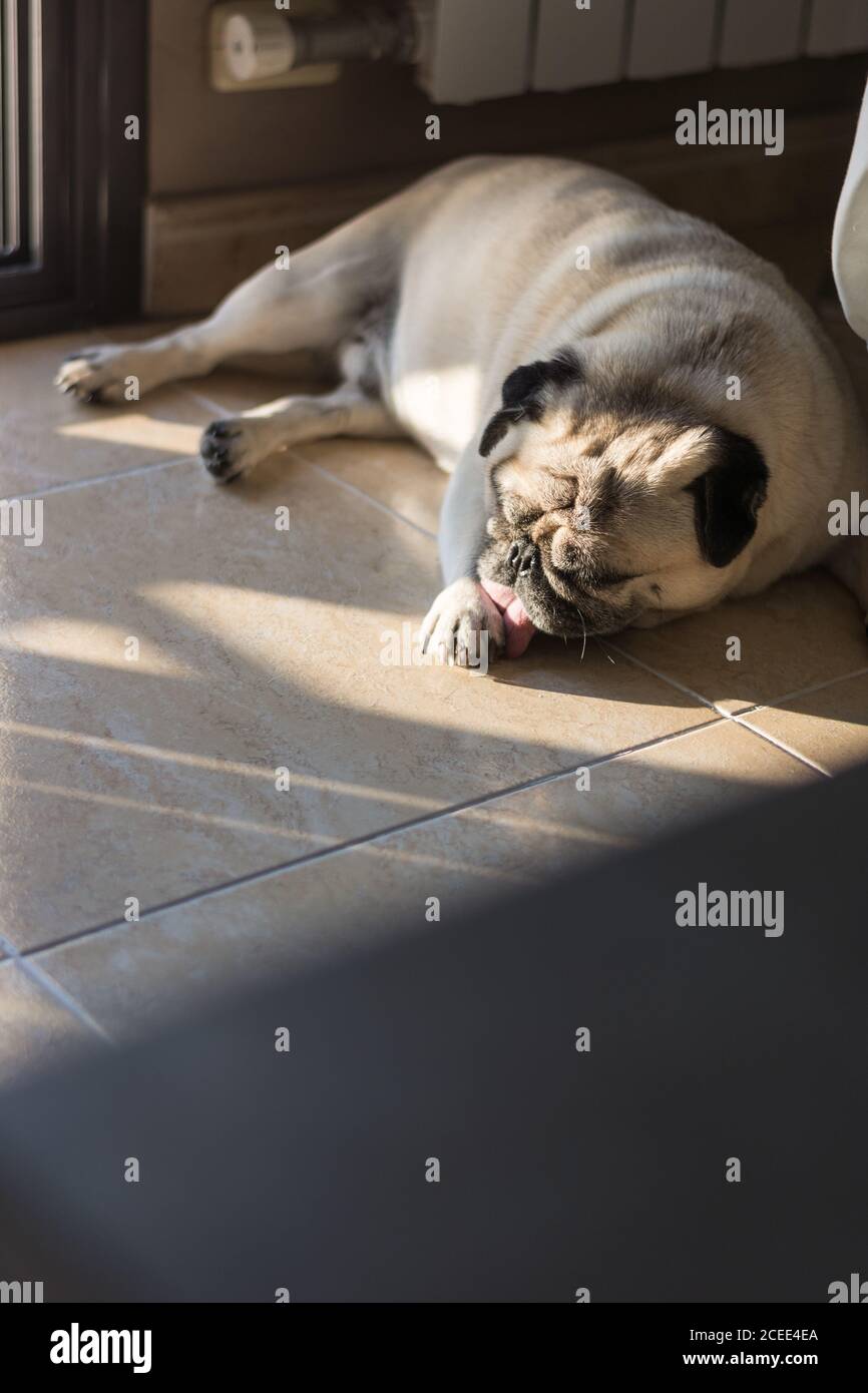 Adorable beige-colored pug dog sleeping on tiled floor at home in rays of sunlight, Spain Stock Photo