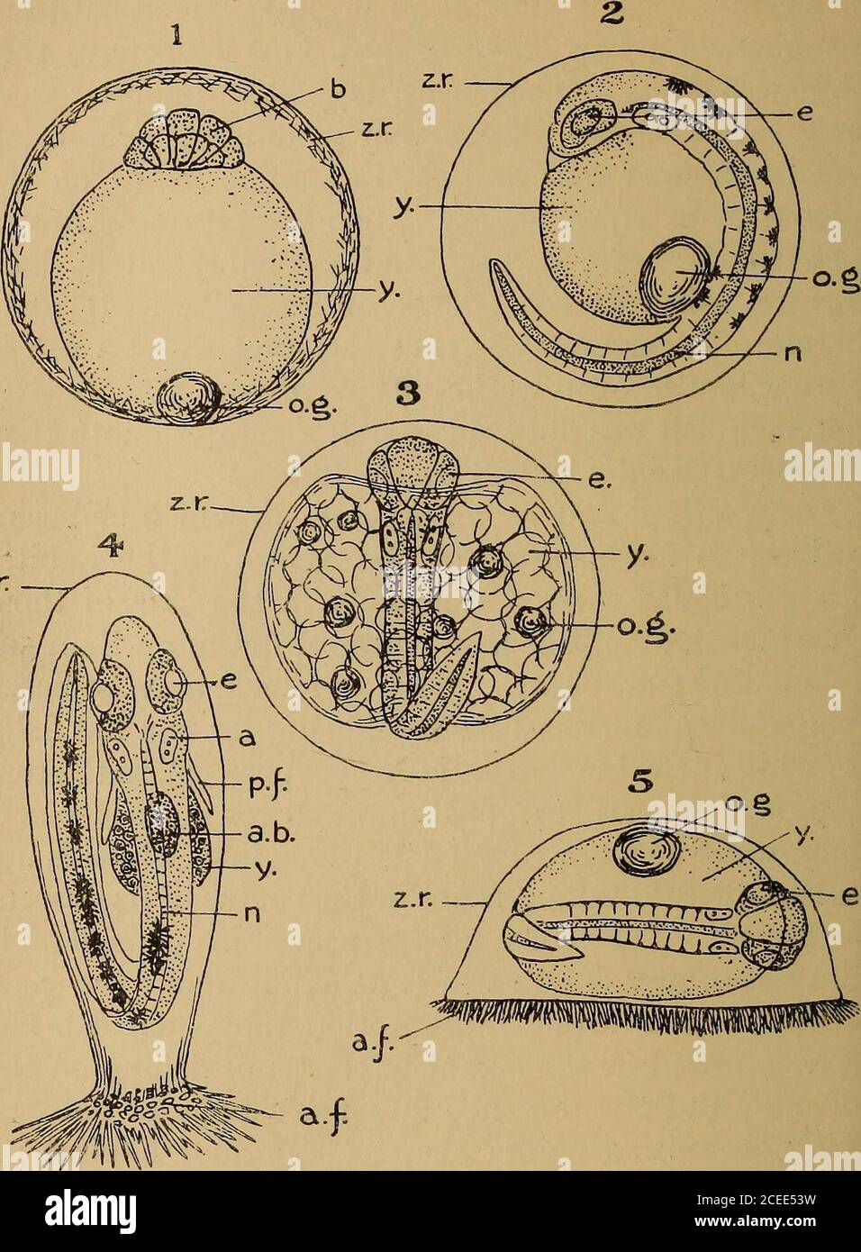 . Science of the sea. An elementary handbook of practical oceanography for travellers, sailors, and yachtsmen. edupon a shape unsuited for pelagic life (as in a flat fish),or for life at the bottom (as in Argyropelecus), as the casemay be ; or, again, by constant captures in surface netsor by some instrument such as a long line, which is notwell adapted to taking fishes in the course of its descentor ascent. The constant presence in considerablenumbers of any fish in trawls fished at about the samedepth raises a strong presumption that such fish hasbeen captured in the ordinary course of fishi Stock Photo