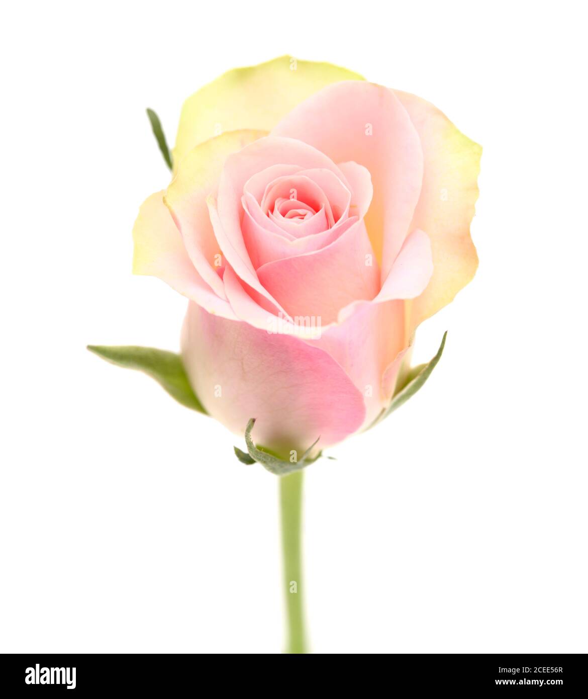 Rose smell hi-res stock photography and images Page 39 - Alamy