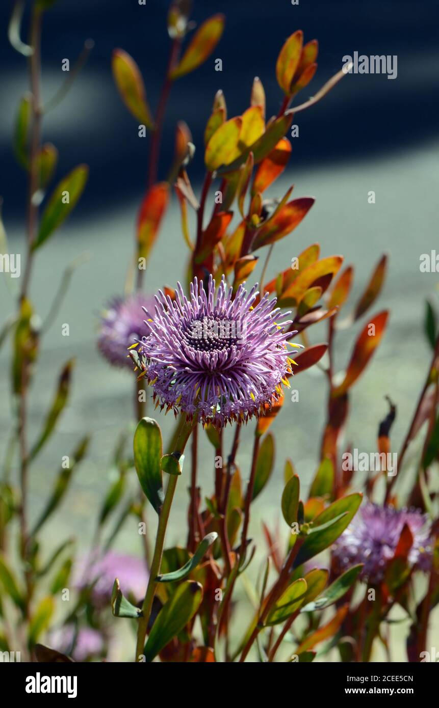 Australian native purple coneflowers of Isopogon cuneatus, family