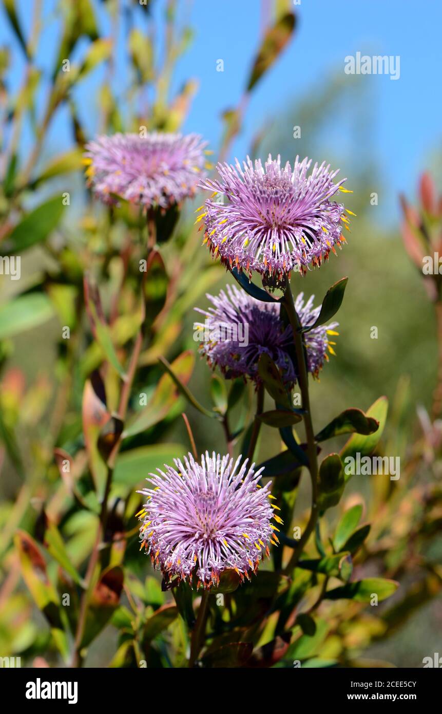 Australian native purple coneflowers of Isopogon cuneatus, family