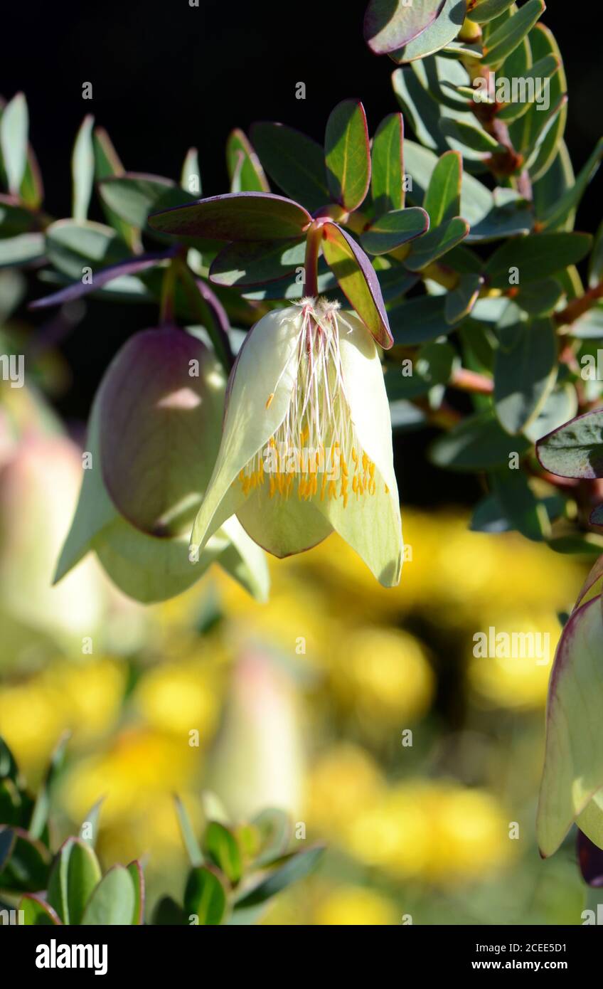 Large, druping bell flowers of the Australian native Pimelia physodes, family Thymelaeaceae. Common name is the Qualup bell. Endemic to Western Austra Stock Photo