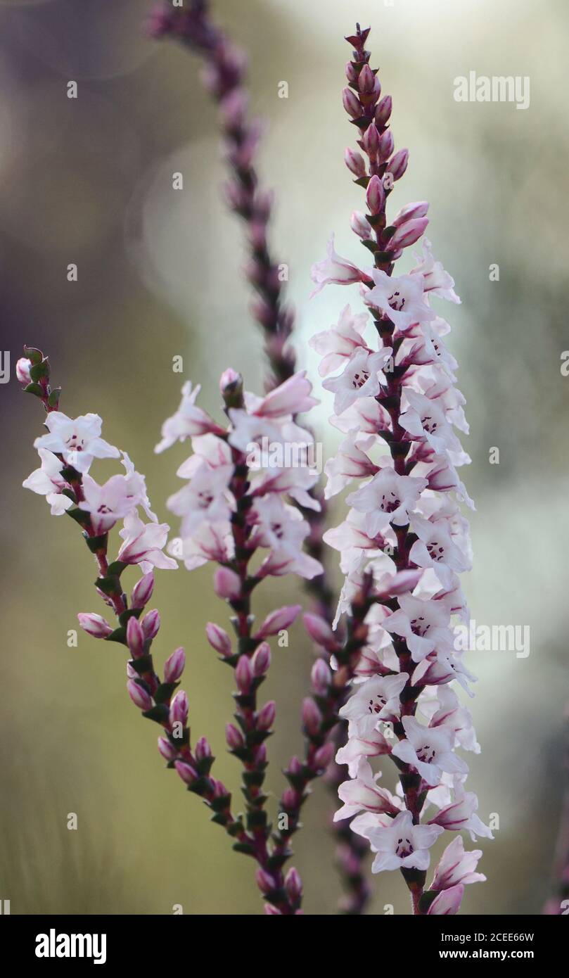 Pink and white flowers and buds of the Australian native Coast Coral Heath, Epacris microphylla, growing in heath, Royal National Park, Sydney, Austra Stock Photo