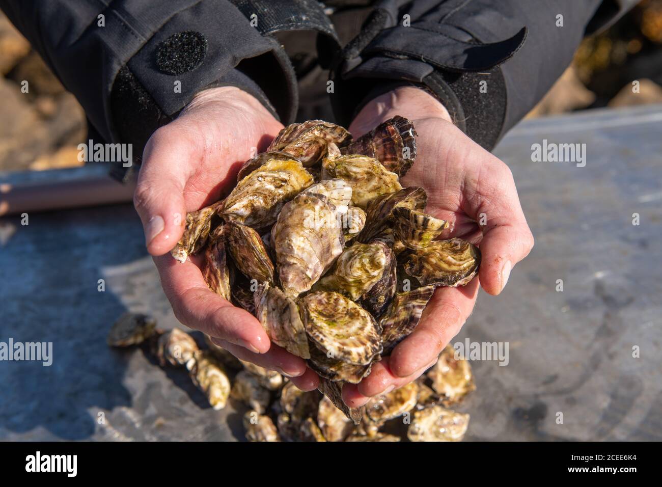Wild and native Oysters grown and harvested in the Shetland Islands