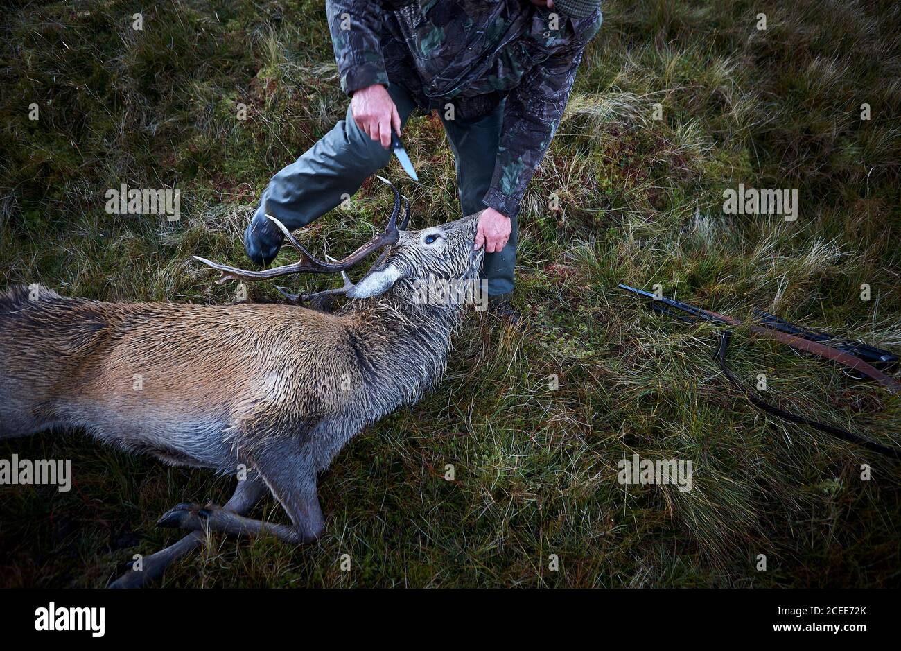 A hunter holding a knife in his hand preparing to skin a dead deer after he killed it on a hunting trip in Scotland. Stock Photo