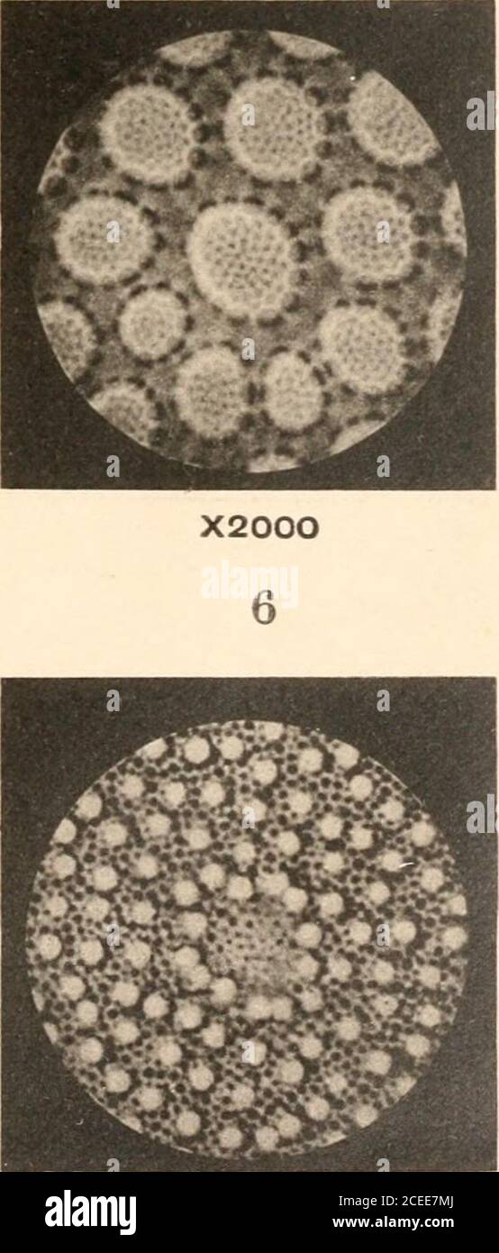 The microscope and its revelations. X27O X20OO Collotype Ptg. Co., 282 High  Holborn, W.C, THE MICROSCOP AND ITS REVELATIONS BY THE LATE WILLIAM B.  CARPENTER, C.B., M.D., LL.D., F.R.S. EIGHTH EDITION
