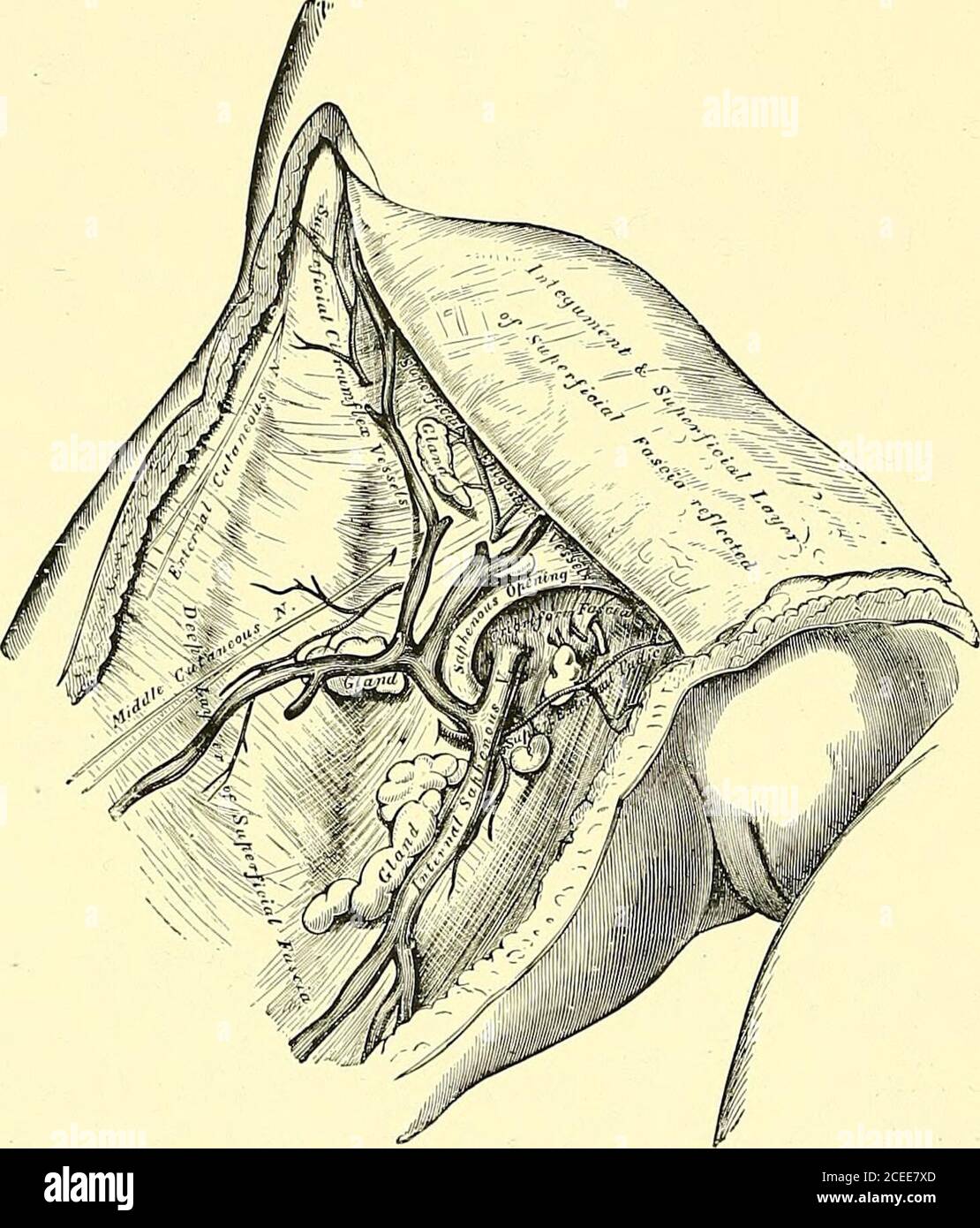 Pectineal line hires stock photography and images Alamy