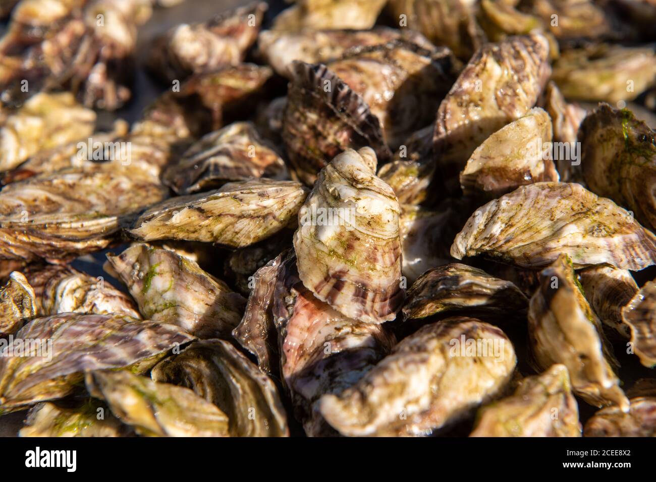 Wild  and native Oysters grown and harvested in the Shetland Islands Stock Photo