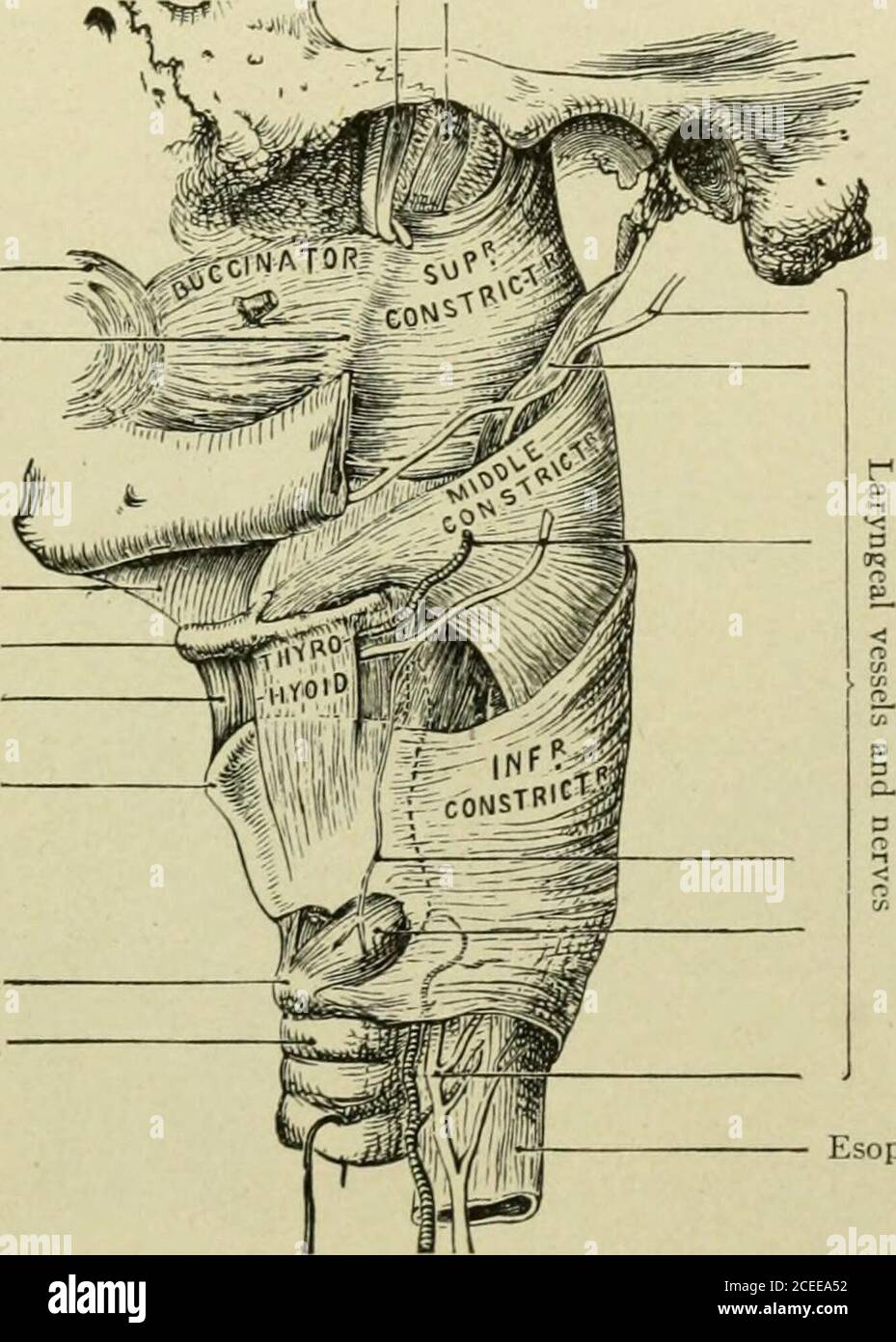 . Text-book of anatomy and physiology for nurses. les attached at thesides to the structures in front of the phar3mx. Thus, from above downward,their origin is on the pterygoid process, a special ligament, the mandible, side ofthe tongue, hyoid bone, thyroid and cricoid cartilages. The fibers all join afibrous line, or raphe, at the back, which is suspended from the base of theoccipital bone. This is their insertion. By due contraction of these muscles the food is grasped andpressed downward into the esophagus. They are composed ofstriated or voluntary muscle fibers. THE PHARYNX. ?125 The uppe Stock Photo