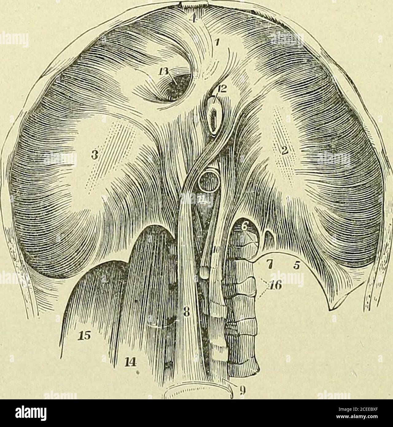 . Text-book of anatomy and physiology for nurses. Fig. 76.—The Diaphragm. Dotted lines indicate descent in contraction. —(Holden.) 92 ANATOMY AND PHYSIOLOGY FOR NURSES. in the central tendon, b. From arches of lumbar fascia and thelower boundary of the thorax (seventh to twelfth ribs and xiphoidappendix). Insertion.—In a fiat central tendon, shaped like a clover leaf,near the center of the dome. The lateral portion arches higher thanthe central, forming a cupola on each side. Action.—When the diaphragm contracts it becomes flattened,pressing upon the abdominal organs; when it relaxes, it sprin Stock Photo