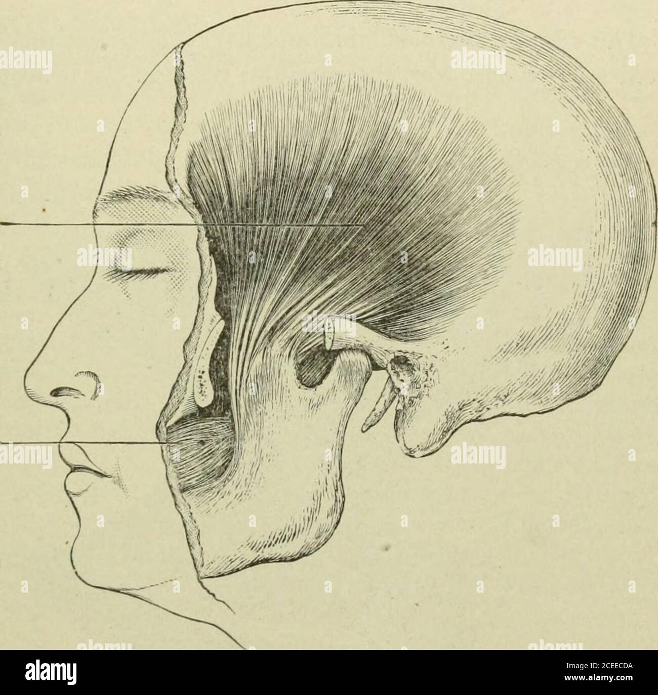 . Textbook of anatomy and physiology for nurses. or bewilderment.The