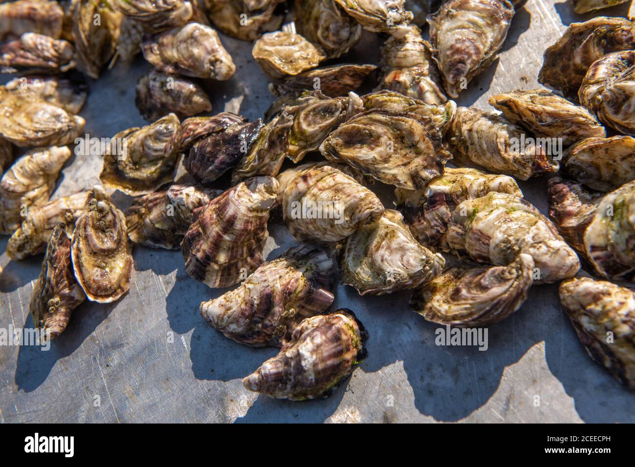 Wild  and native Oysters grown and harvested in the Shetland Islands Stock Photo