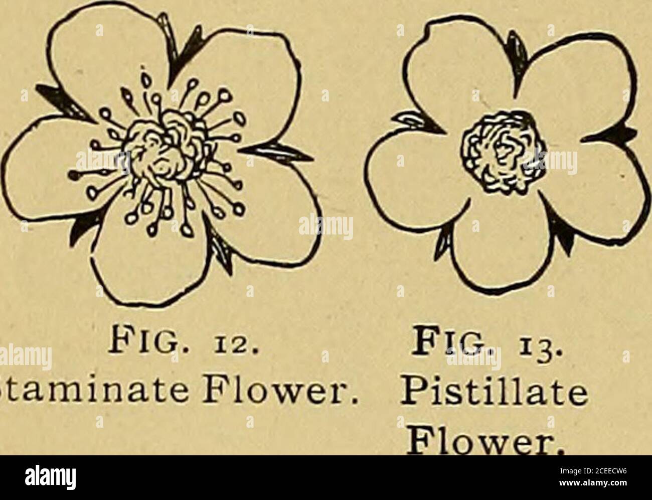 Corn anthers hires stock photography and images Alamy