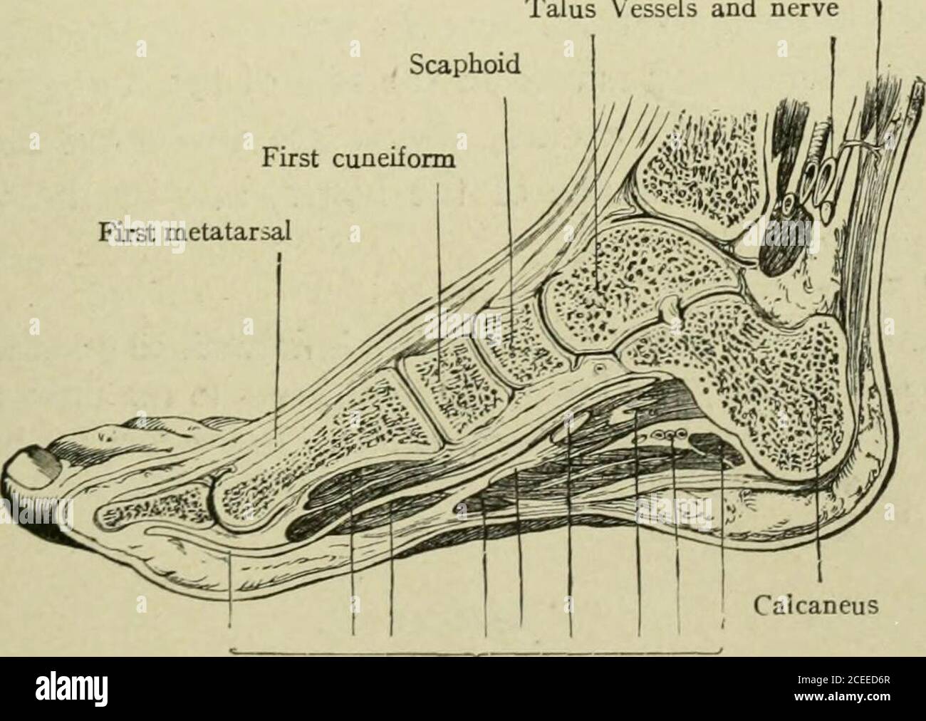 . Text-book of anatomy and physiology for nurses. the lower ends of the ...