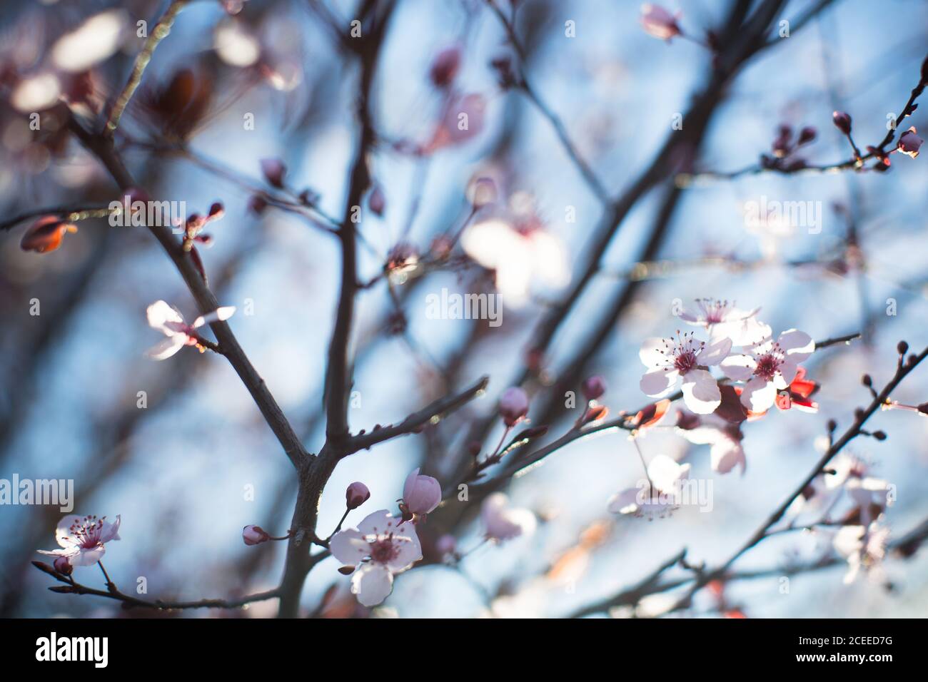 Close-up thin branches with small pink flowers on blue background. Stock Photo