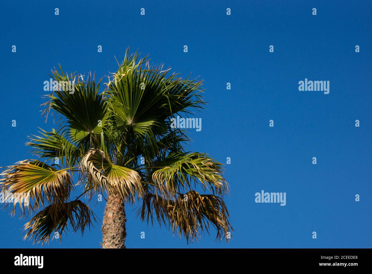 Palm tree with a blue sunny sky Stock Photo - Alamy