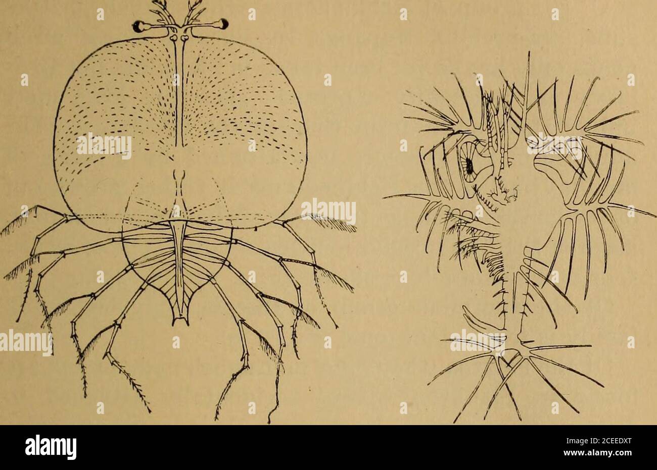 . Science of the sea. An elementary handbook of practical oceanography for travellers, sailors, and yachtsmen. in their tails(Fig. 127); and the Stomatopoda have a set of larvaepeculiar to themselves (Fig. 125, 126). Of the group to which oysters, snails, and cuttle-fishbelong, the Mollusea,some subdivisions occur in Plankton. The oyster-forms, or Lamellibranchs, possessing twoshells, are occasionally represented by larvae (Fig. 134).The snail-forms, or Gastropoda, are frequently met.Janthina, a warm-water snail, sometimes thrown onour western shores, has a purple shell; to its foot isattached Stock Photo
