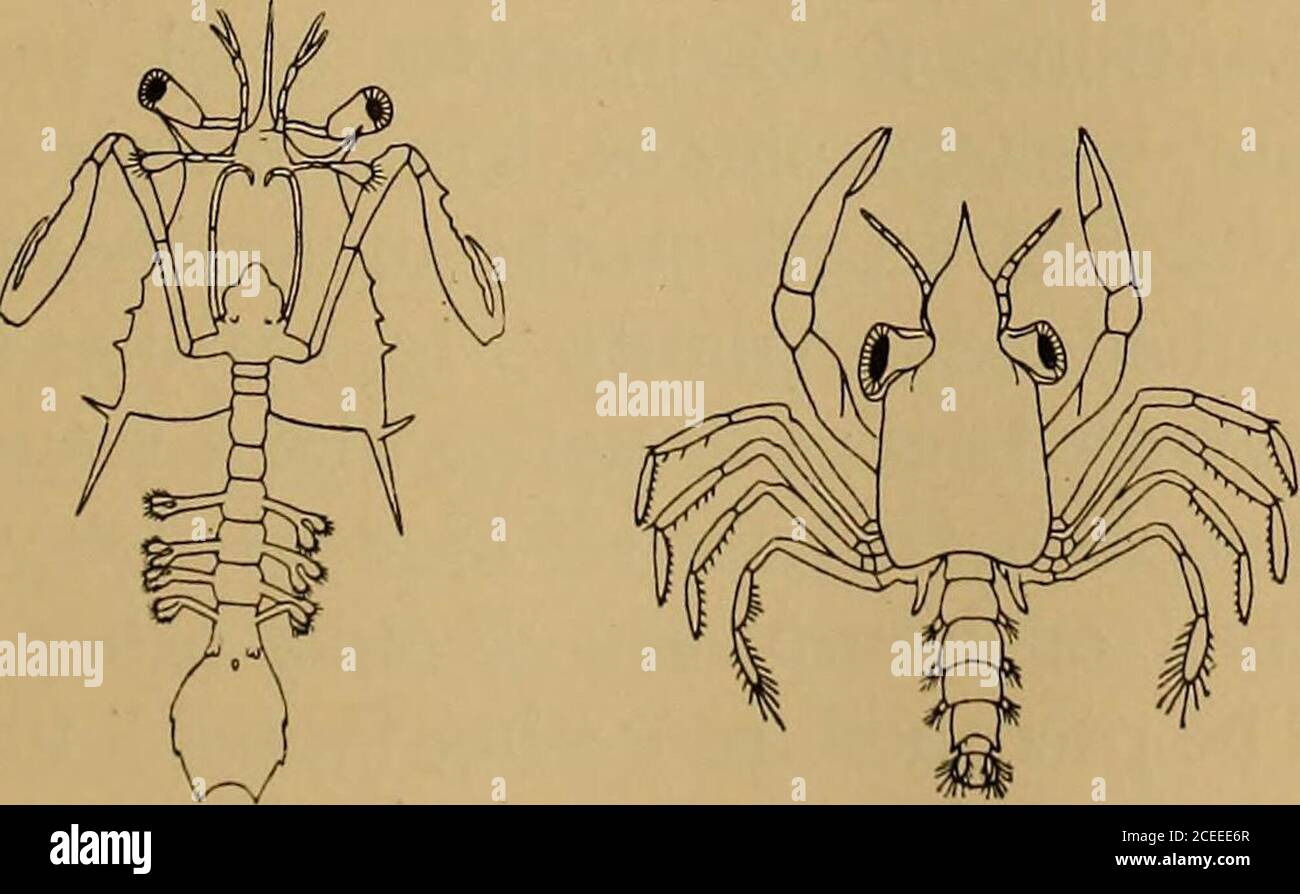 Science Of The Sea An Elementary Handbook Of Practical Oceanography For Travellers Sailors And Yachtsmen Fig 125 Early Fig 126 Late Larva Of A Larva Of A Squilla After