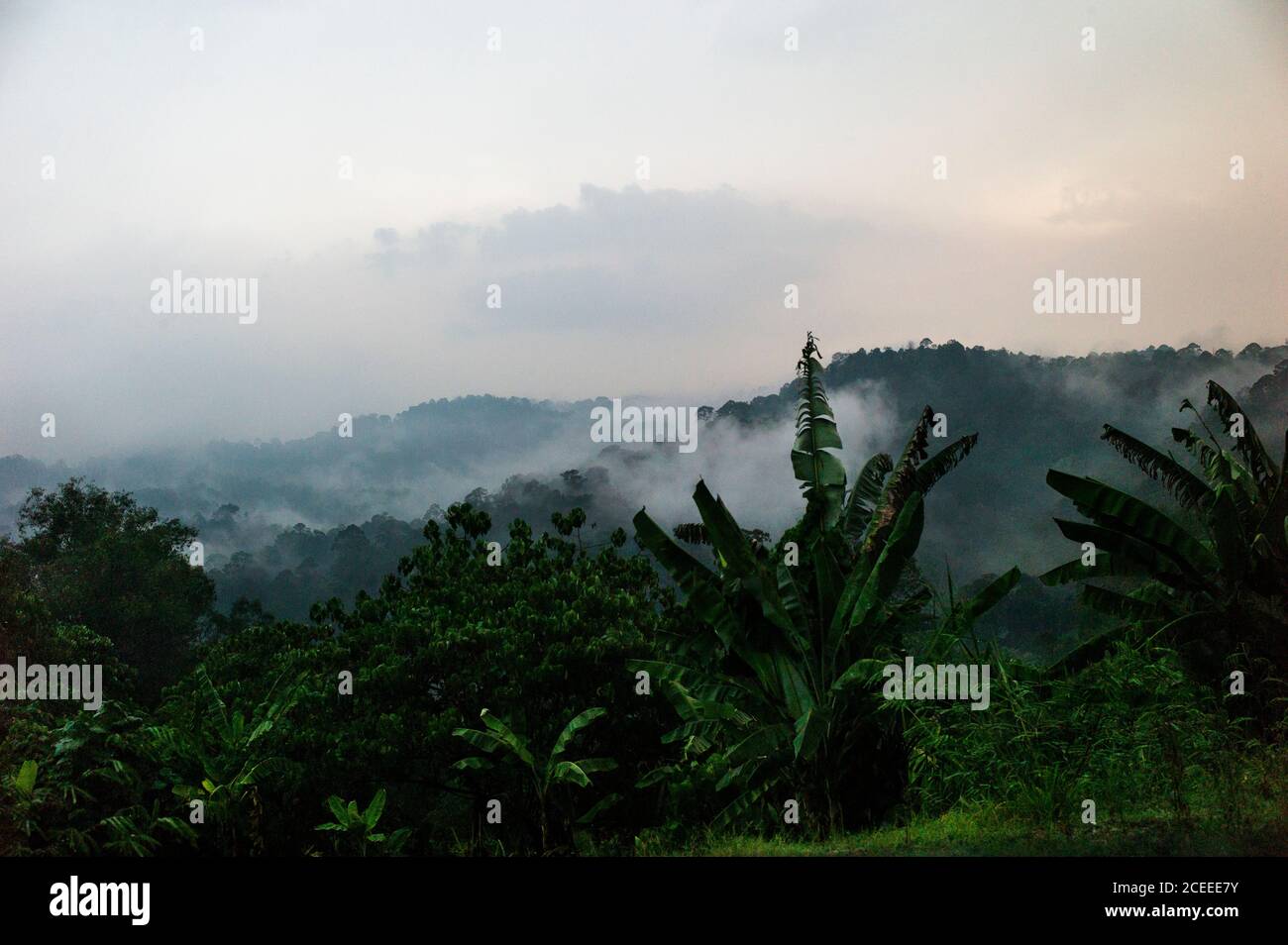 Green trees of tropical forest in early morning with foggy clouds Stock ...