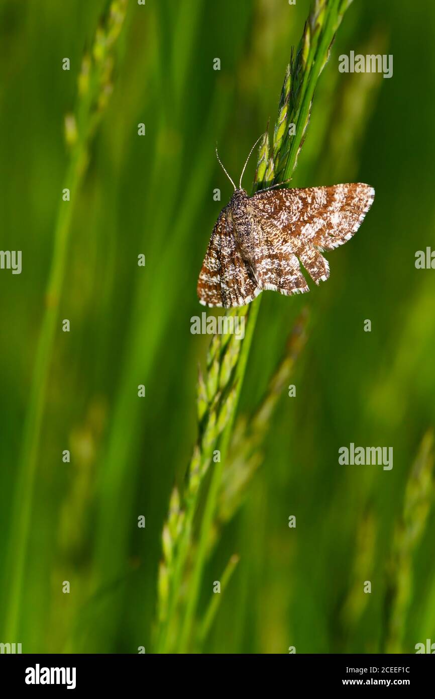 Common Heath moth - Ematurga atomaria, common brown moth from European meadows and grasslands, Zlin, Czech Republic. Stock Photo