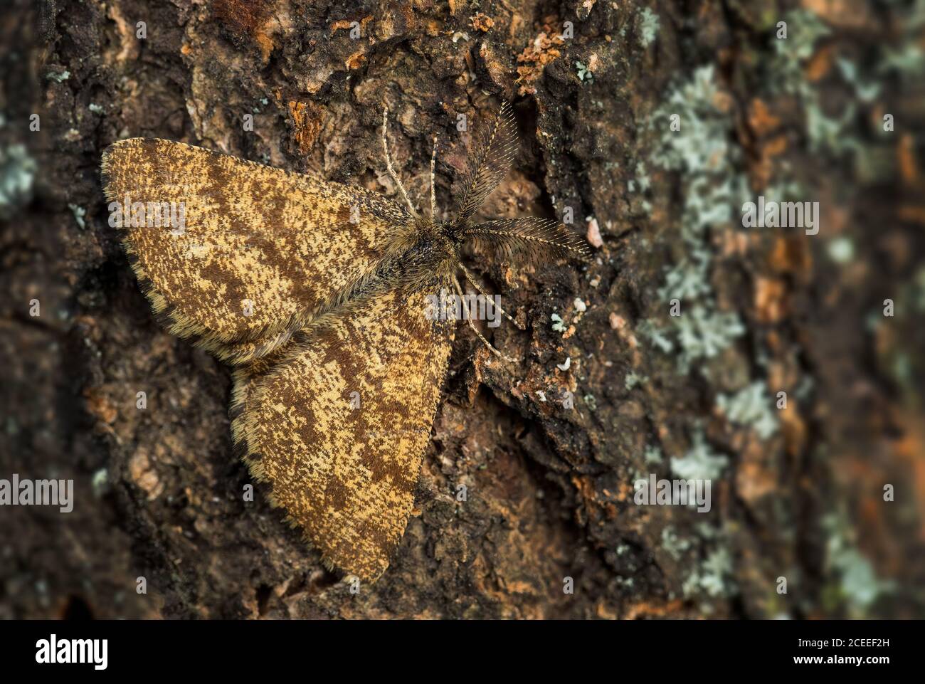 Common Heath moth - Ematurga atomaria, common brown moth from European meadows and grasslands, Zlin, Czech Republic. Stock Photo