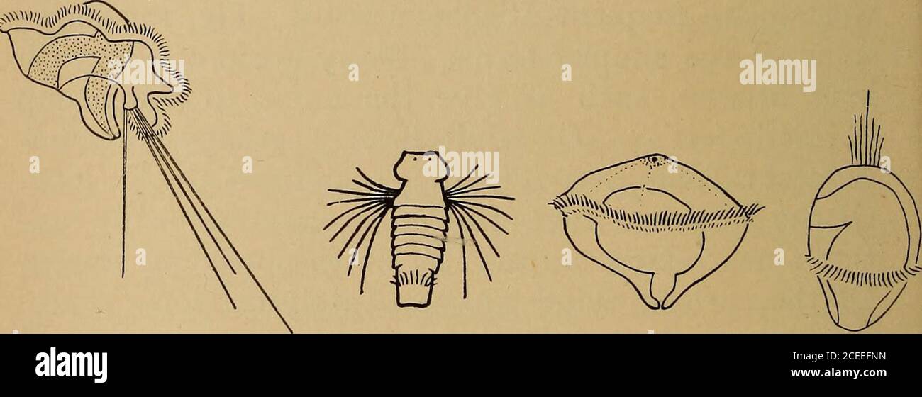 . Science of the sea. An elementary handbook of practical oceanography for travellers, sailors, and yachtsmen. Fig. 103.—Tomopteris. (From the Cambridge NaturalHistory, by permission of Messrs. Macmillan.). Fig. 104.—Types of Ch^etopod Larvae.From left to right: Mitraria, Nerine, Polygordius, Chaetopterus. Stock Photo