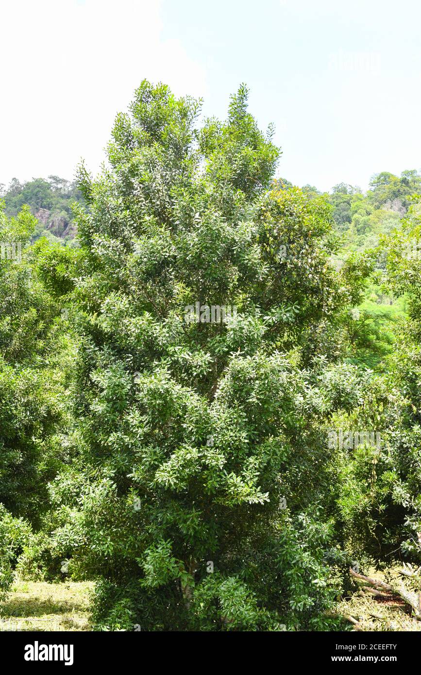Macadamia nut tree in the summer / macadamia farm on countryside agriculture Stock Photo