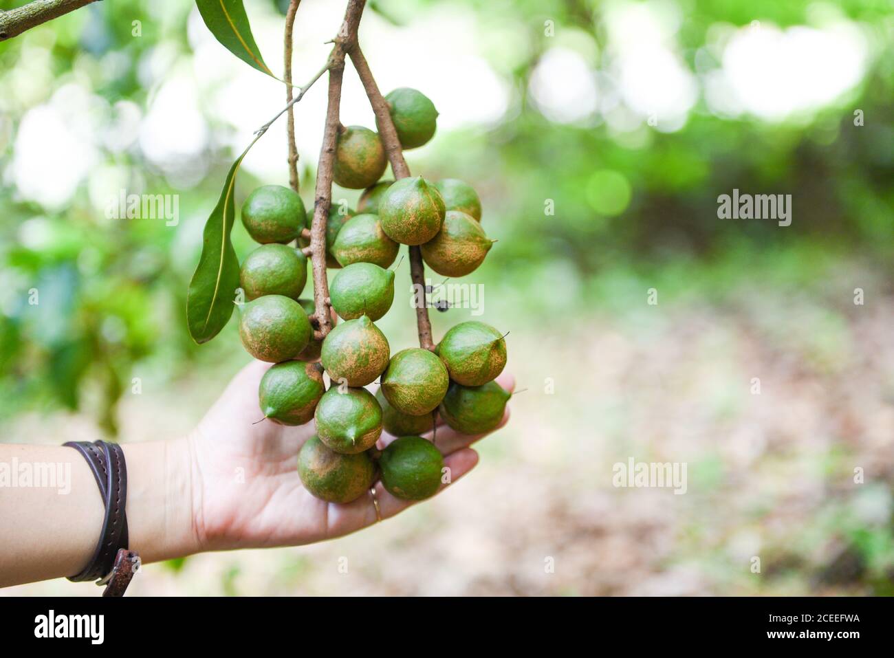 Macadamia tree in farm and woman hand holding macadamia nut in natural Stock Photo