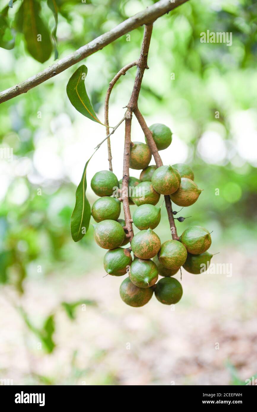 Macadamia nuts hanging on branch macadamia tree in farm in the summer Stock Photo