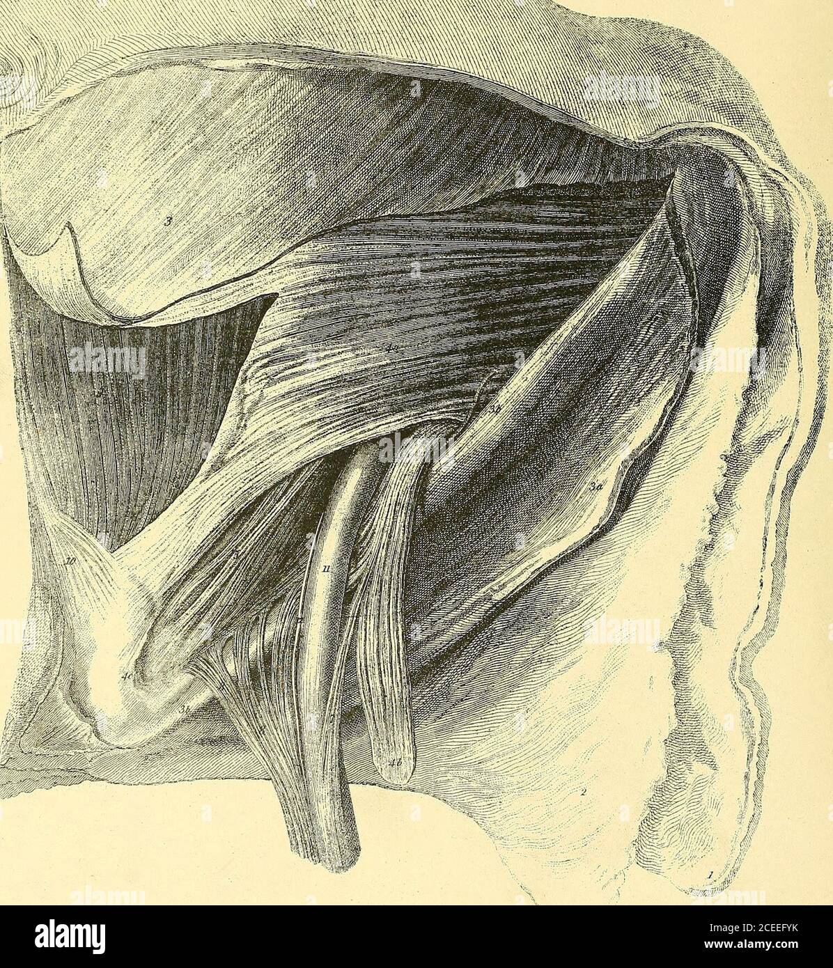 . The anatomy and surgical treatment of hernia. INGUINAL HERNIA
