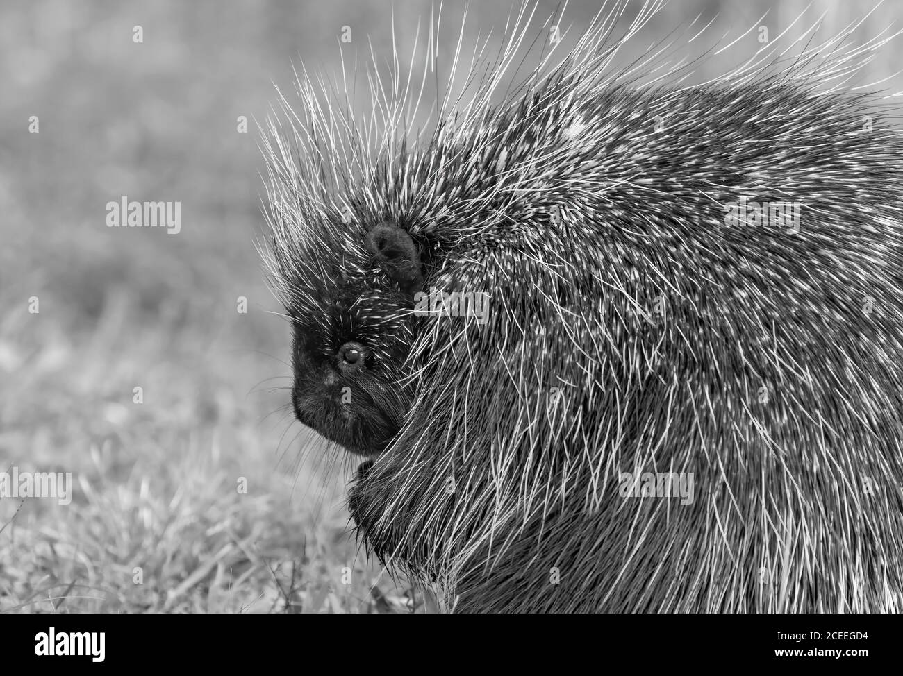 Portrait of a porcupine hires stock photography and images Alamy
