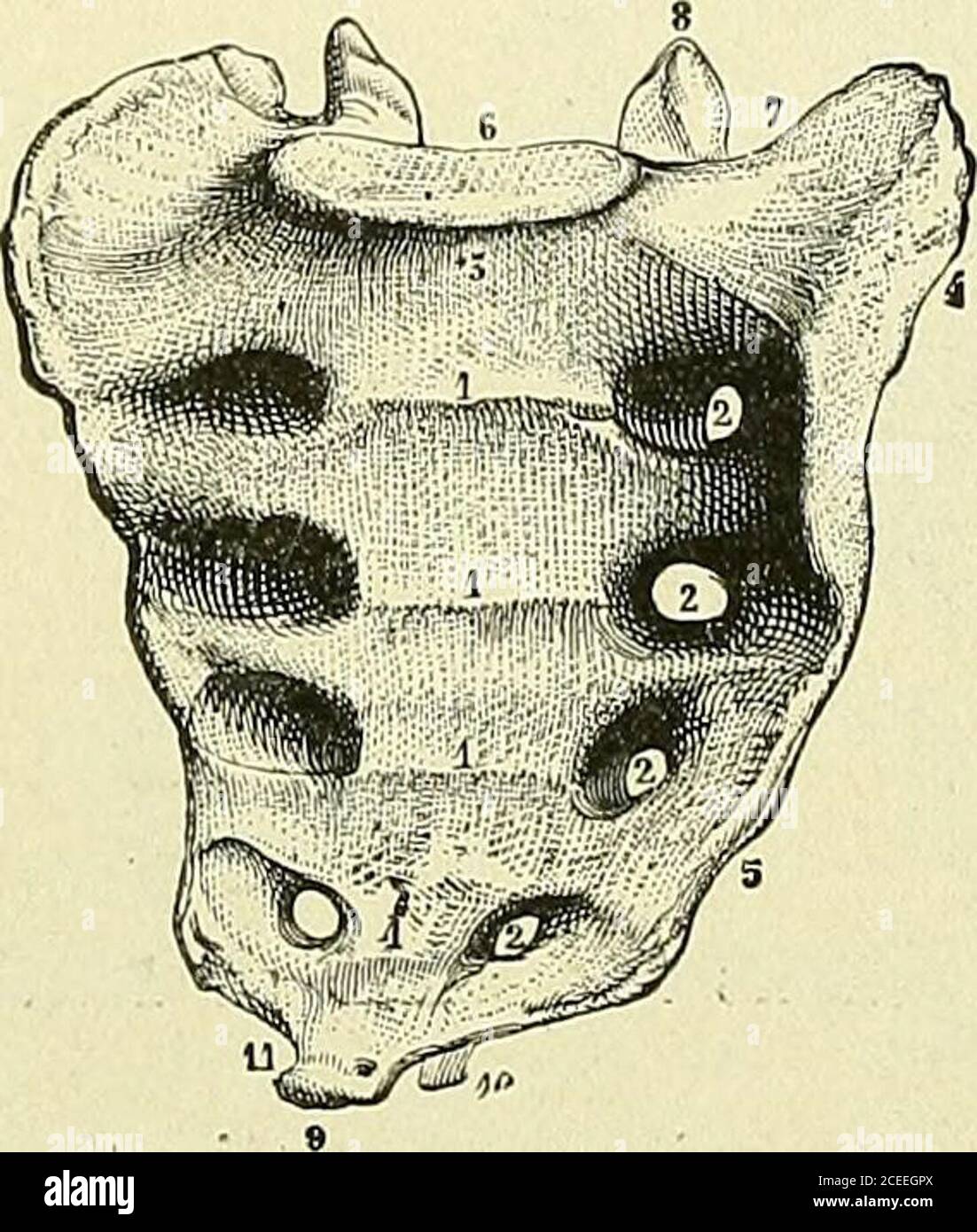 Text-book of anatomy and physiology for nurses. umbar Vertebra in Section  to show the PressureCurves.—(Morris.) Sacrum.—An irregular bone formed by  the consolidation offive incomplete vertebrae, and joined to the last  lumbar.