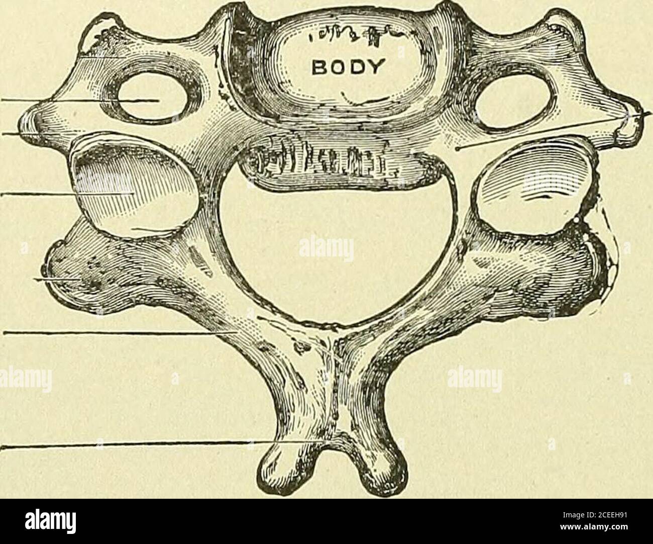 . Text-book of anatomy and physiology for nurses. Fig. 30.—VertebralColumn, Lateral Aspect. 1-7, Cervical vertebrae;8-19, dorsal vertebrae; 20-24, lumbar vertebrae; A, A,spinous processes; B, B,articular facets of trans-verse processes of first tendorsal vertebrae; C, auricu-lar surface of sacrum; D,I), foramina in transverseprocesses of cervical verte-brae.— (Goulds Illus. Dic-tionary.) 36 anatomy and physiology for nurses. Points of Special Interest, The cervical vertebras present a foramen at the base of the transverseprocess, the transverse foramen, through which an artery runs to the brai Stock Photo