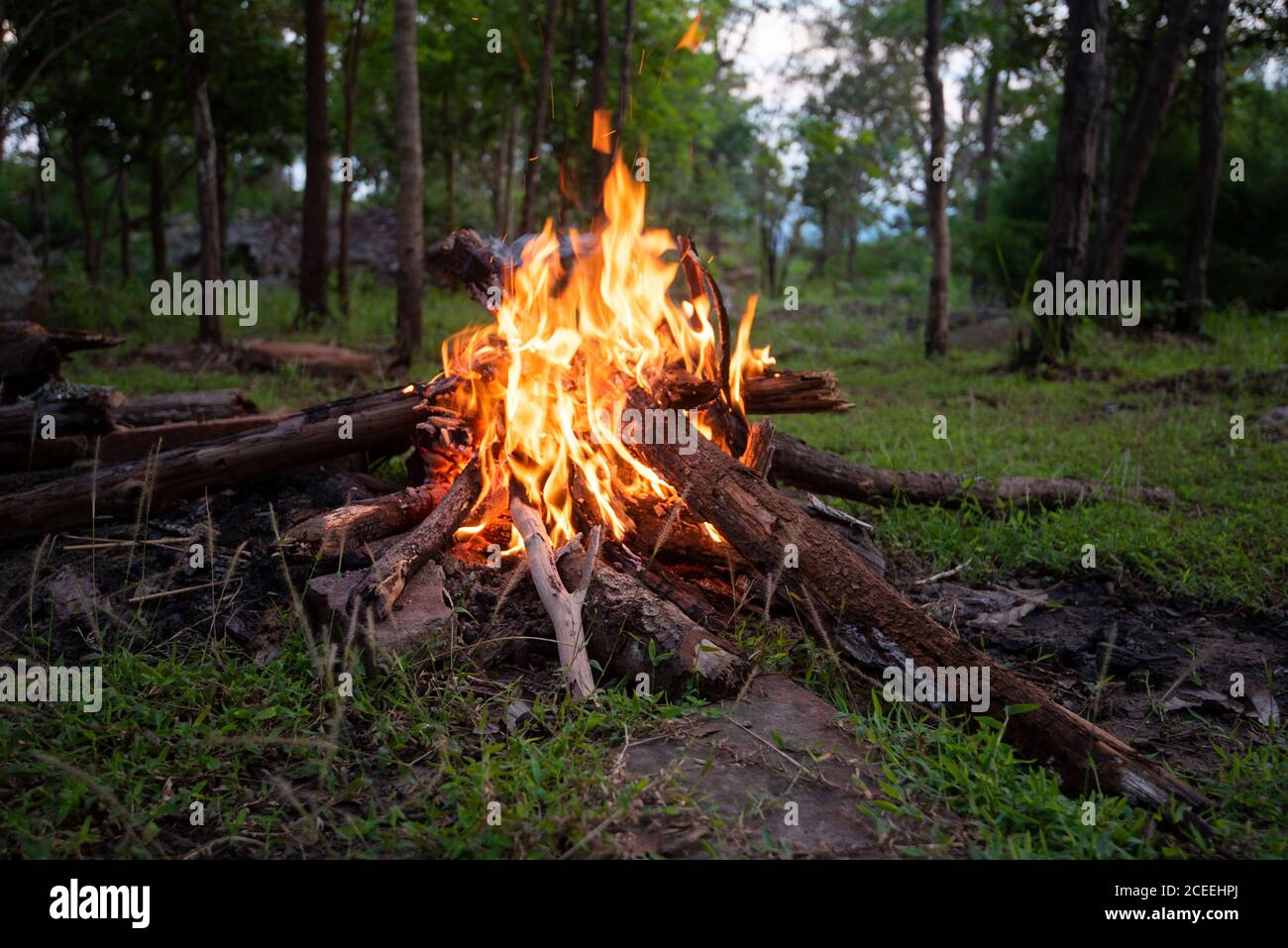 bonfire forest / fire camping burning wood Stock Photo - Alamy