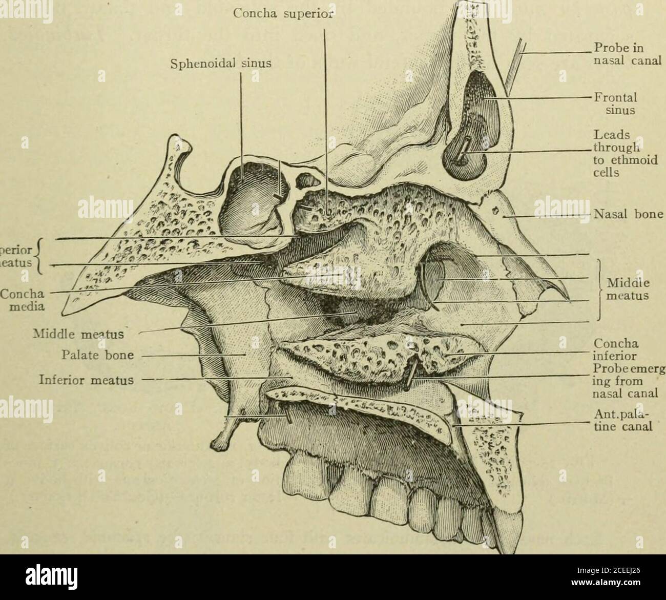 . Text-book of anatomy and physiology for nurses. Fig. 23.—The Orbit.—(After Morris.) FOSS.^ OF THE SKULL. The four large fossae of the exterior of the skull are the temporal,infratemporal, orbital, and nasal. The temporal fossa (fossa temporalis).—The thinnest partof the skull (Fig. 19). It is bounded by the temporal ridge andthe zygomatic arch, occupied by the temporal muscle, and covered FOSSiE OF THE SKULL. 29 by a strong membrane, called the temporal fascia, through whichthe motion of the muscle may be felt. Infratemporal (or zygomatic) fossa.—At the side of the skullbelow the temporal fo Stock Photo