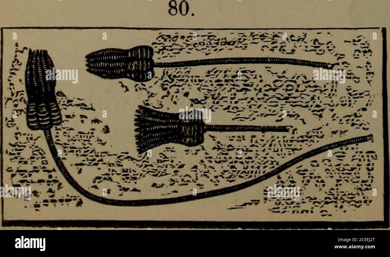 . Annual report of the regents of the university of the state of New York on the condition of the State Cabinet of Natural History and the historical and antiquarian collection annexed thereto. No. 92. Elephas primigenius.^ Perfect lowerjaw of a young individual, with the molarteeth still in place. Pleistocene: Lippethal, Rhenish Prussia. No. 93. Rhinoceros schleyermacheri. Lower jaw, left ramus of adultspecimen. Miocene Tertiary: Germany. No. 94. Pterodactylus rhamphastinus. Skeleton nearly entire ; on aslah. Lithographic limestone (Upper Oolite): Darting, Bavaria. No. 95. Encrinus liliiformi Stock Photo