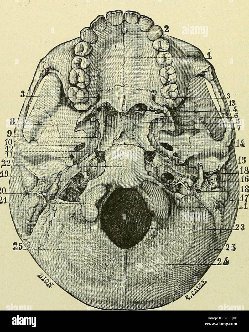 . Text-book of anatomy and physiology for nurses. Fig. 19.—The Vertex and Side of the Skull.—(Gerrish.) Observing the illustrations, or better, with the skull in thehand, the student may trace the frontal, two parietal, and occipitalbones forming the vault of the skull, or the vertex; and at the sidesthe squamous and mastoid portions of the temporal bones and thetip of the great wing of the sphenoid. 26 ANATOMY AND PHYSIOLOGY FOR NURSES. Turning the skull upside down, observe the base. In themedian line at the back is the basal part of the occipital bone,with the foramen magnum and the condyle Stock Photo