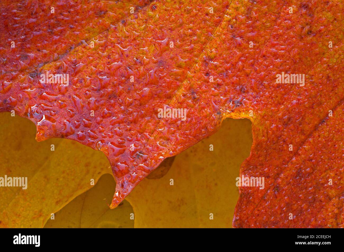 Raindrop dew dewdrop maple hi-res stock photography and images - Alamy