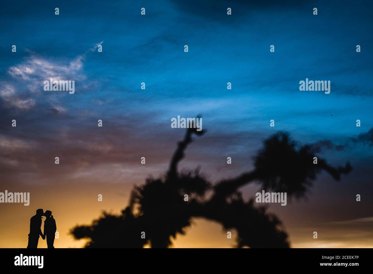 Silhouette of a couple kissing at dramatic sunset close to a tree Stock ...