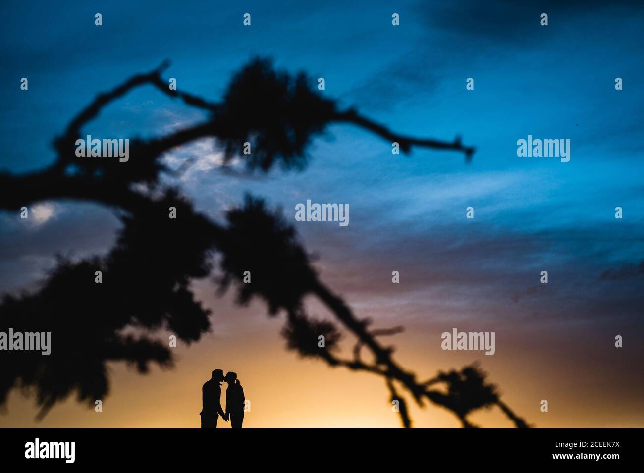 Silhouette of couple kissing in sunset lights and tree branch Stock ...