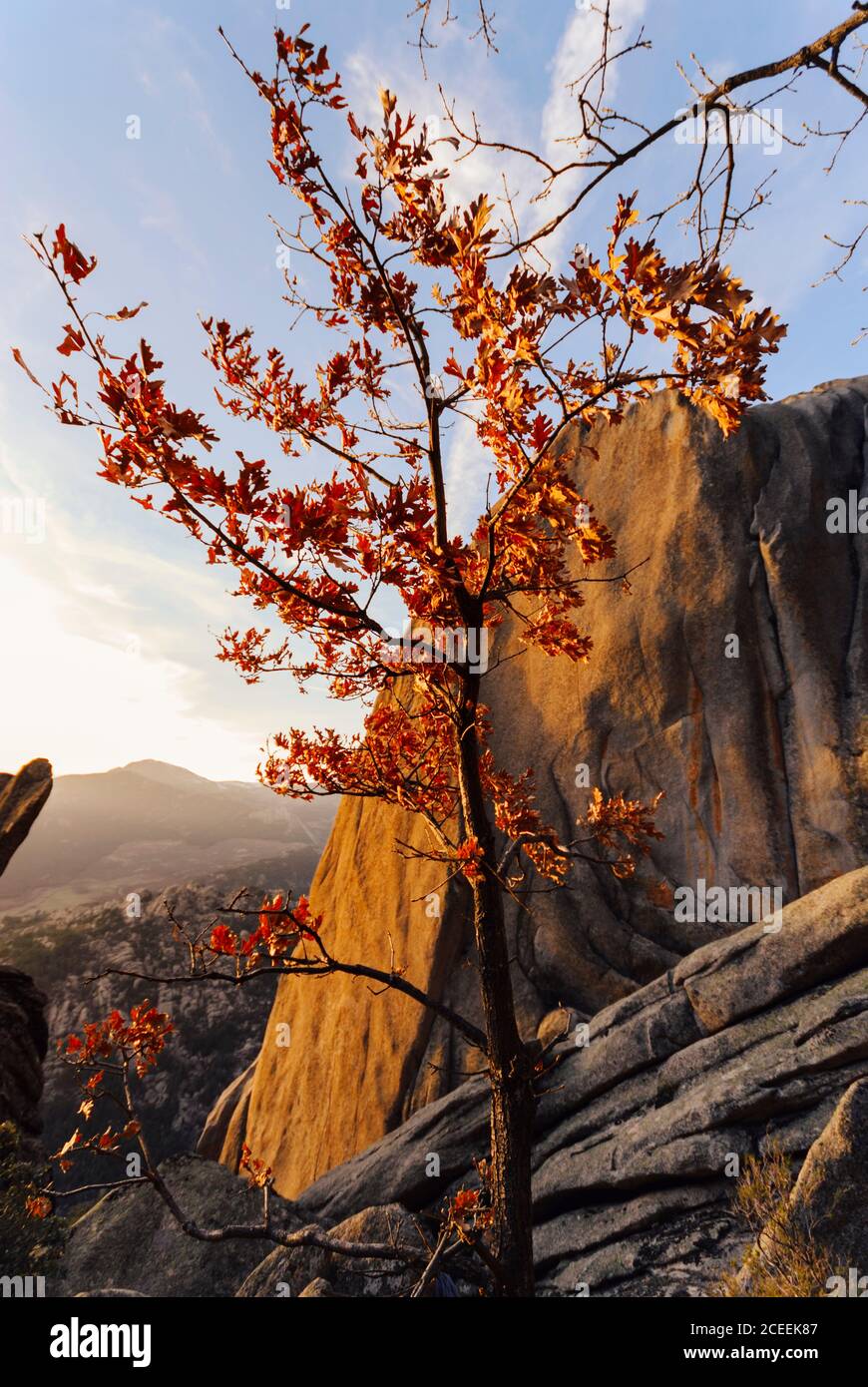 Autumn small tree hi-res stock photography and images - Alamy