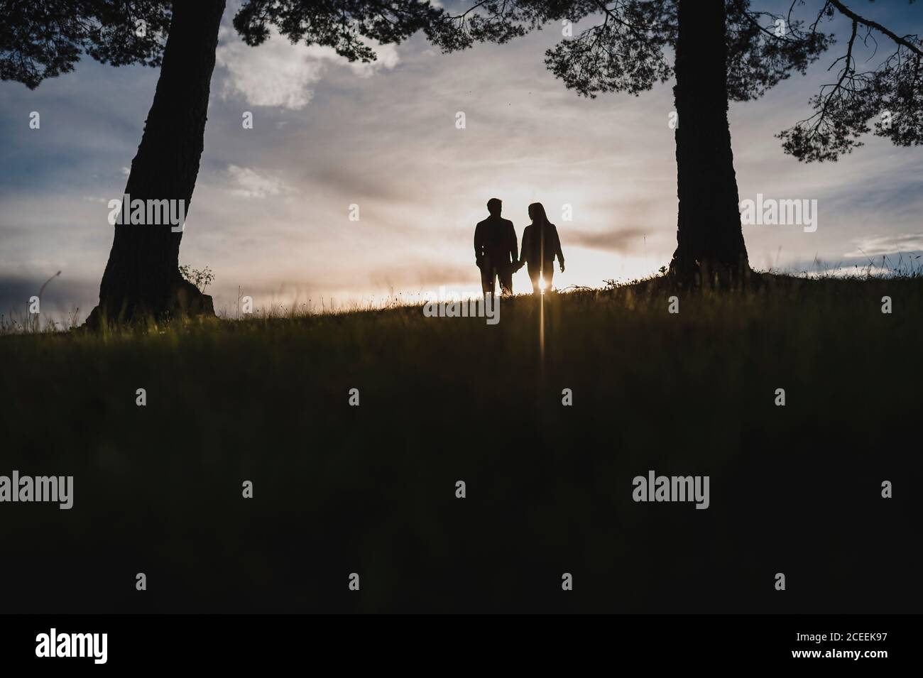 Silhouette of a couple kissing at dramatic sunset close to a tree Stock ...