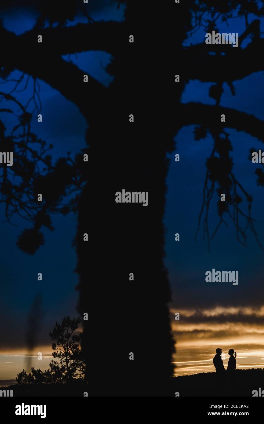 Silhouette of a couple kissing at dramatic sunset close to a tree Stock ...