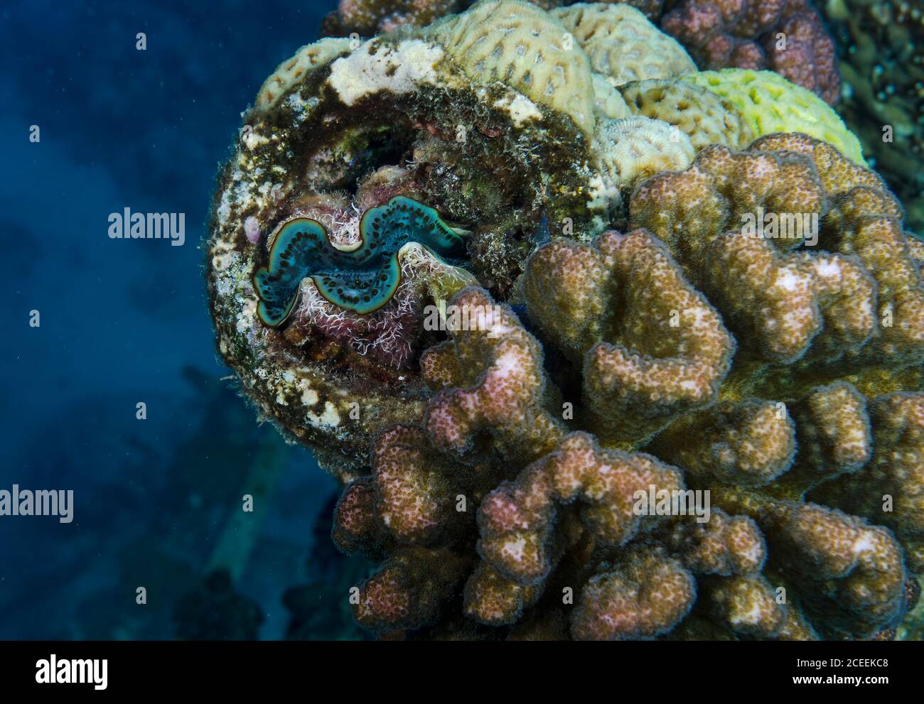 Small Giant Clam Tridacna maxima nestled in a coral bed. Egypt