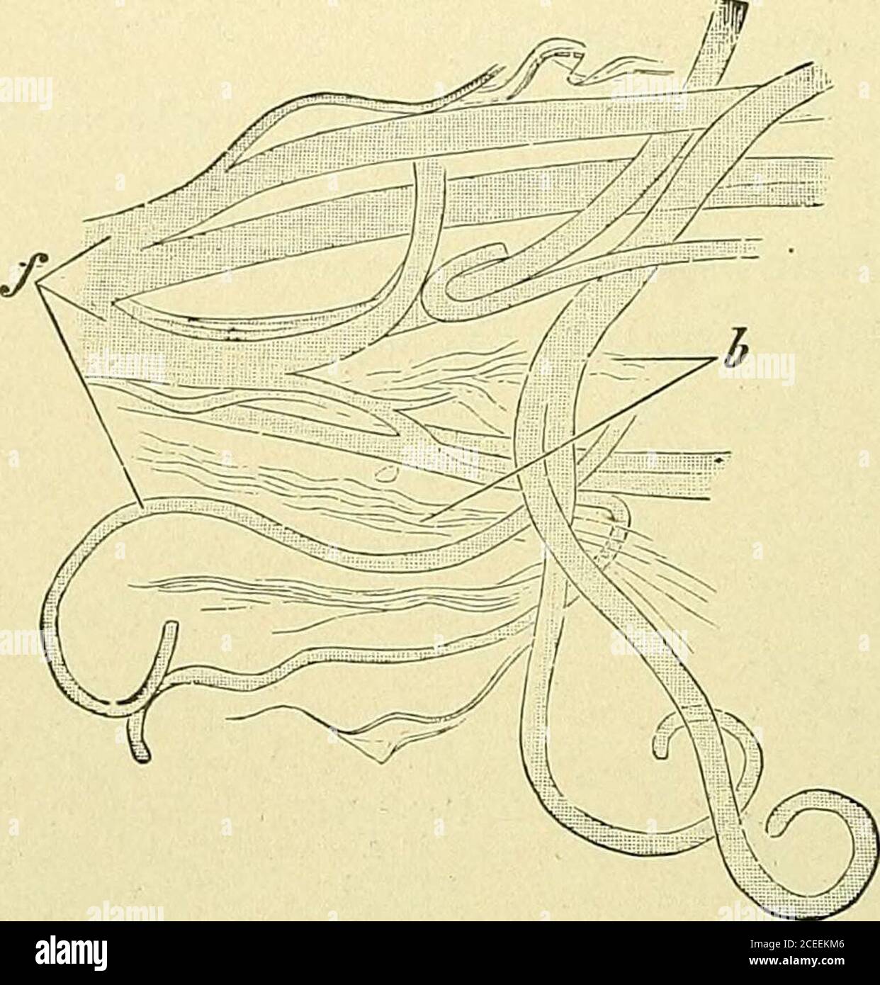 Areolar connective tissue hi-res stock photography and images - Alamy
