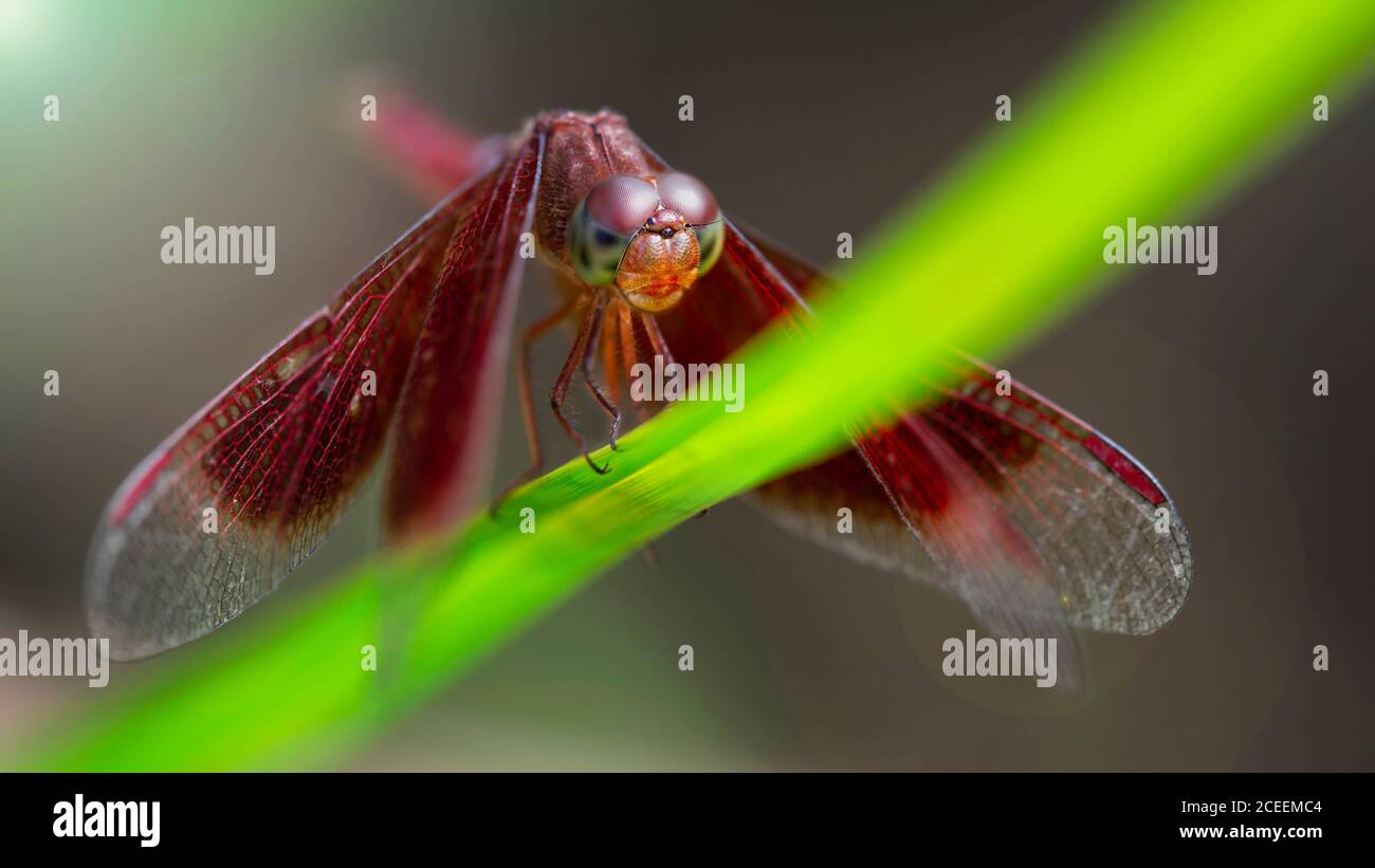 Insect Life In Rainforest High Resolution Stock Photography And Images Alamy Insect Life In Rainforest High Resolution Stock Photography And Images Alamy