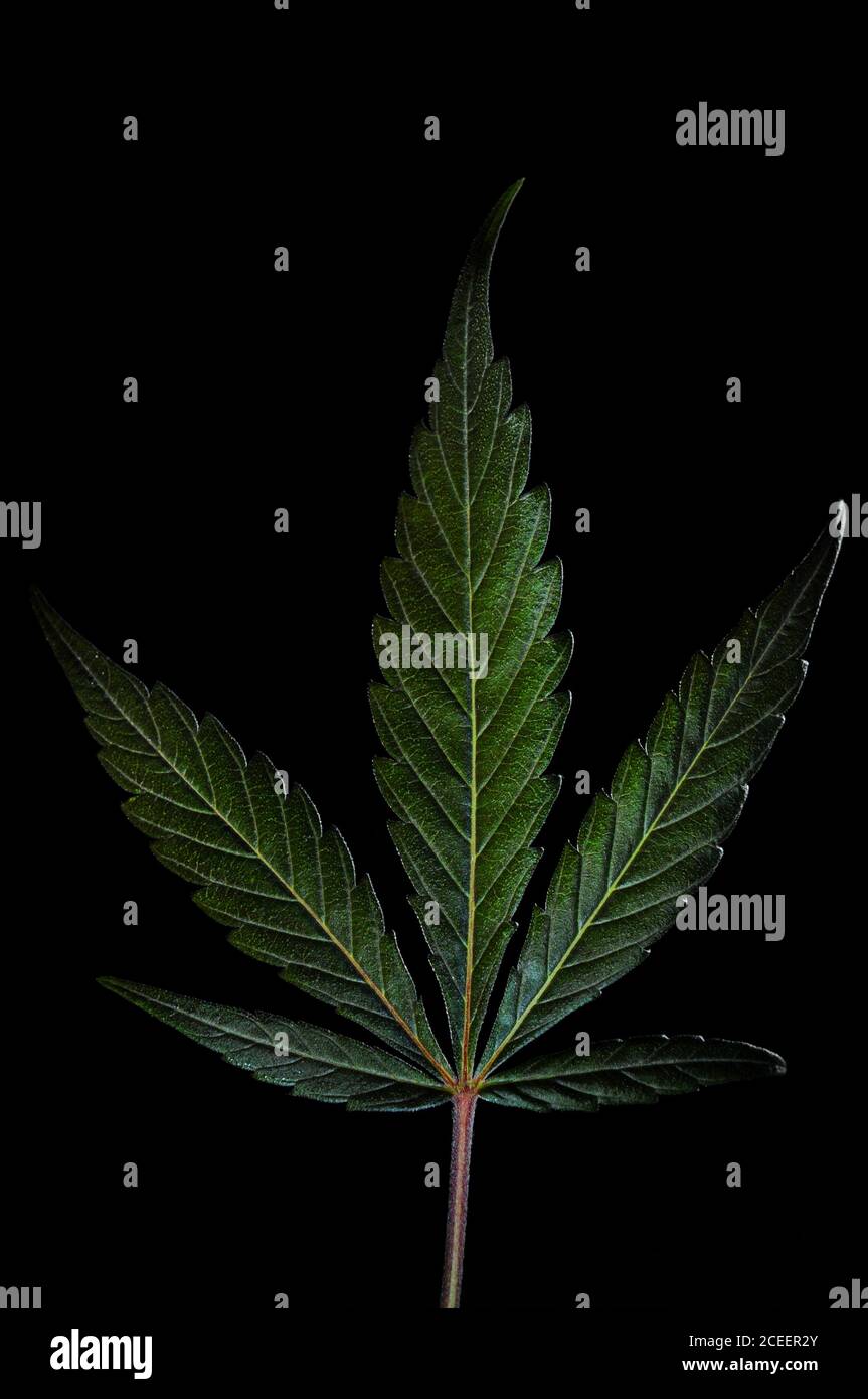 Five Fingers Plant Hi res Stock Photography And Images Alamy Five fingers plant hi res stock photography and images alamy