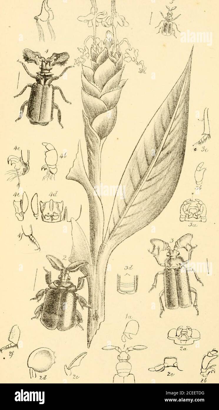 . Arcana entomologica, or, Illustrations of new, rare, and interesting insects. licibus, abdominis maculis duabus ventralibus feresemicircularibus, femoribus anticis spina basali alterisque duabus subapicalibus. Long,corp. fere unc. 2.Habitat in Africse Orient-Australis partibus interioribus. In Mus. D. Melly. This fine addition to the genus is unique in the collection ofA. Melly, Esq., to whom I am indebted for an opportunity ofpresenting a figure and description of it to the entomologist. CHIROSCELIS PASSALOIDES, Westw.Transactions of the Zoological Society, vol. iii. p. 210, Plate 14, figur Stock Photo